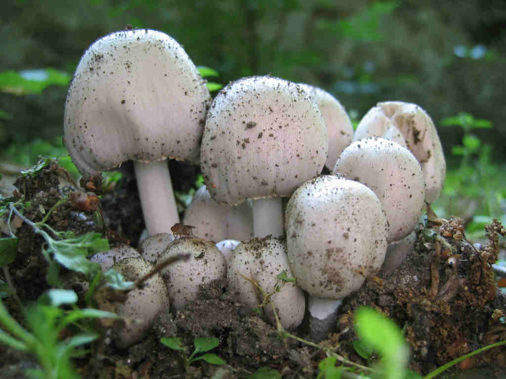 Coprinus atramentarius